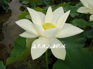 一丈青