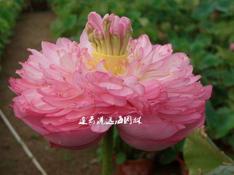 紅臺(tái)蓮