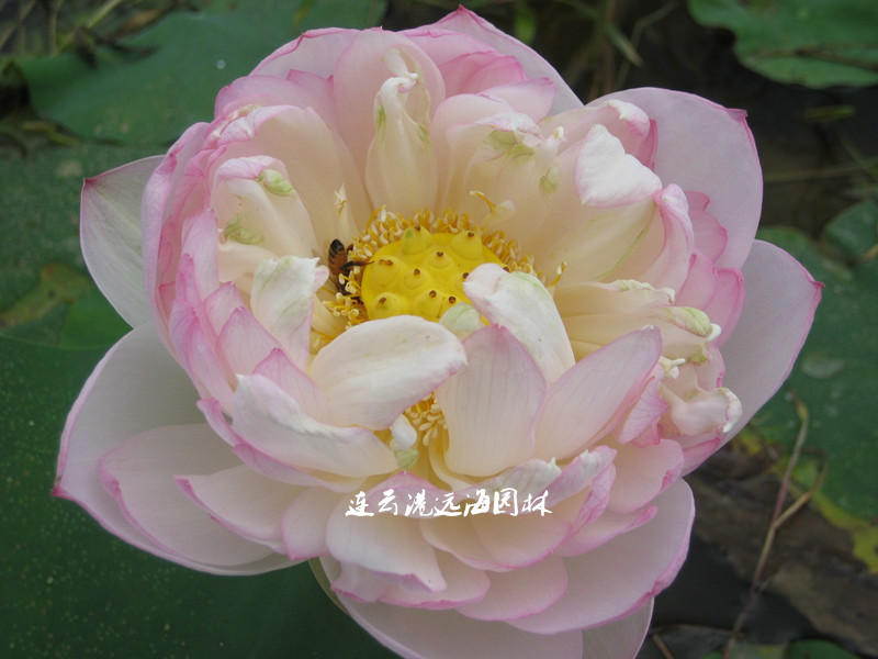 露豐唇