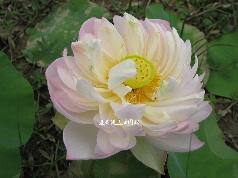 露華濃