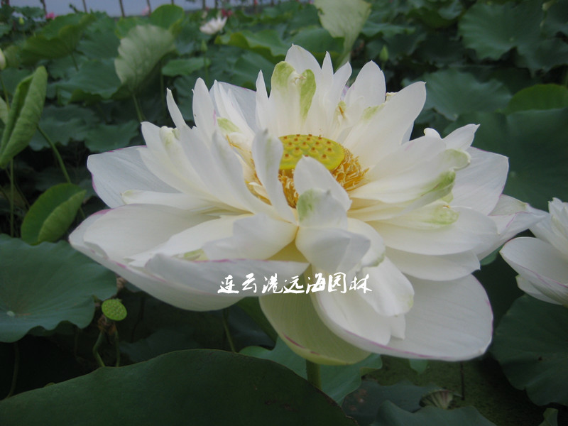 小灑錦