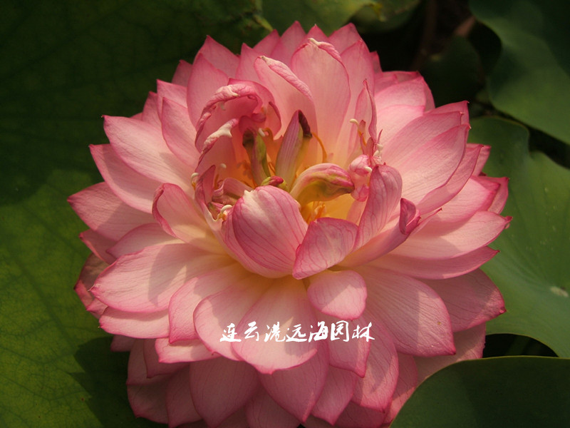 紅芍藥蓮