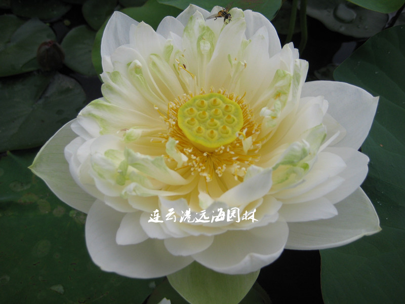 重瓣一丈青