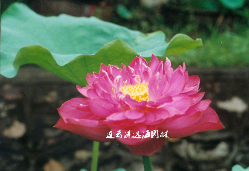 飛虹