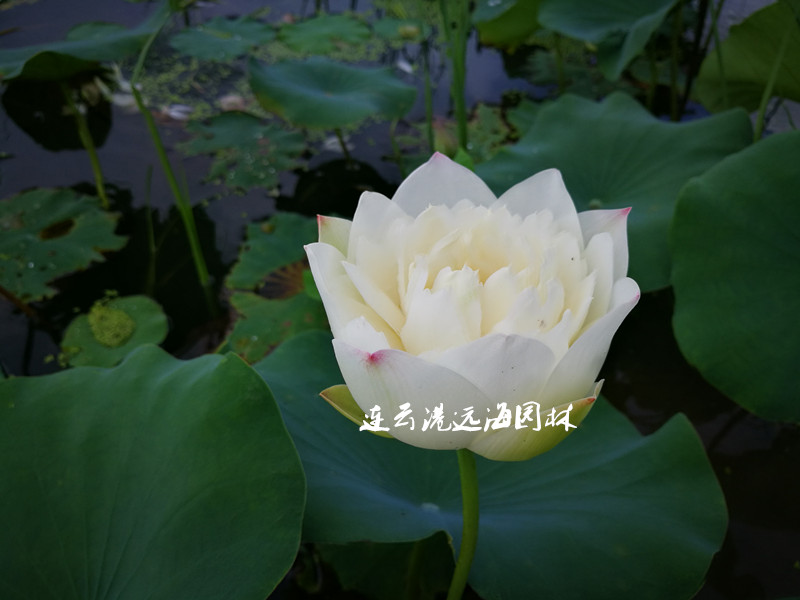 玉盤托珠