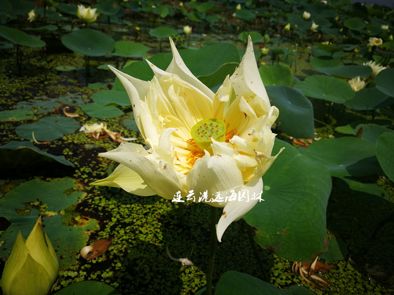 黃羚羊