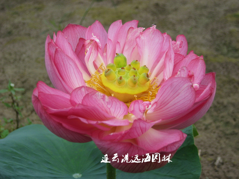 羊城碗蓮
