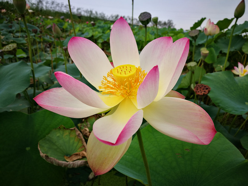 仙女散花