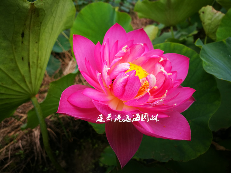 沂蒙春