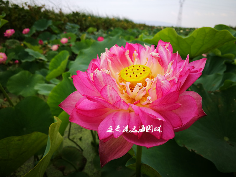 重紫紅