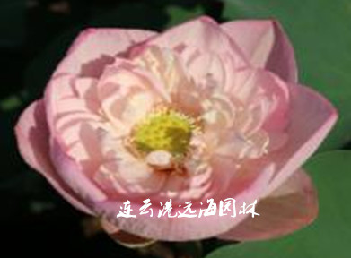 嬌容三變