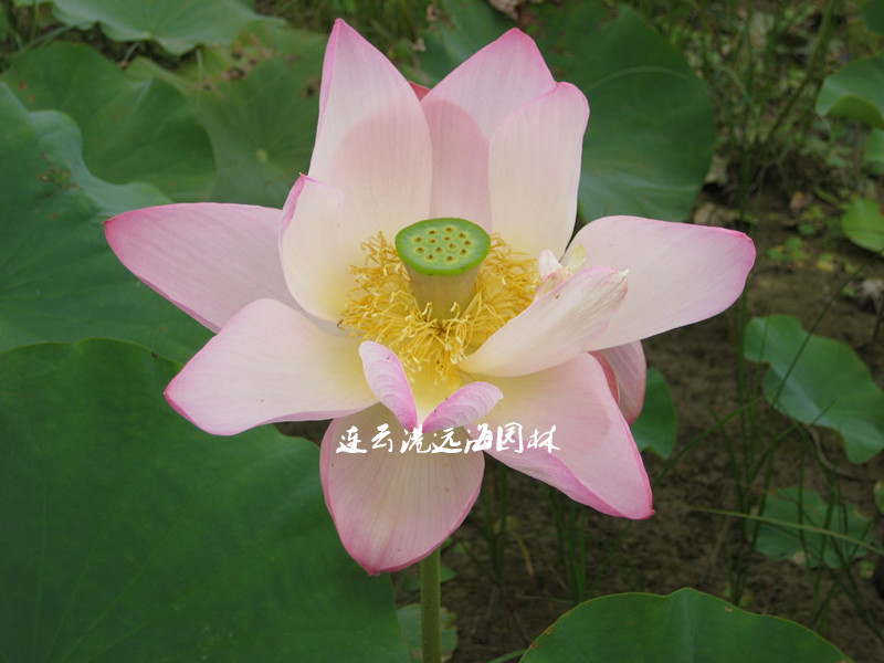 艷陽天