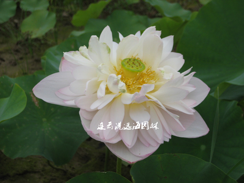 粉樓春