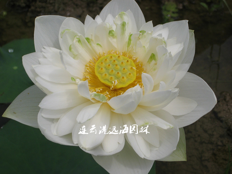 白千葉