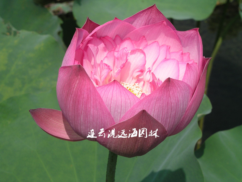 紅碗蓮