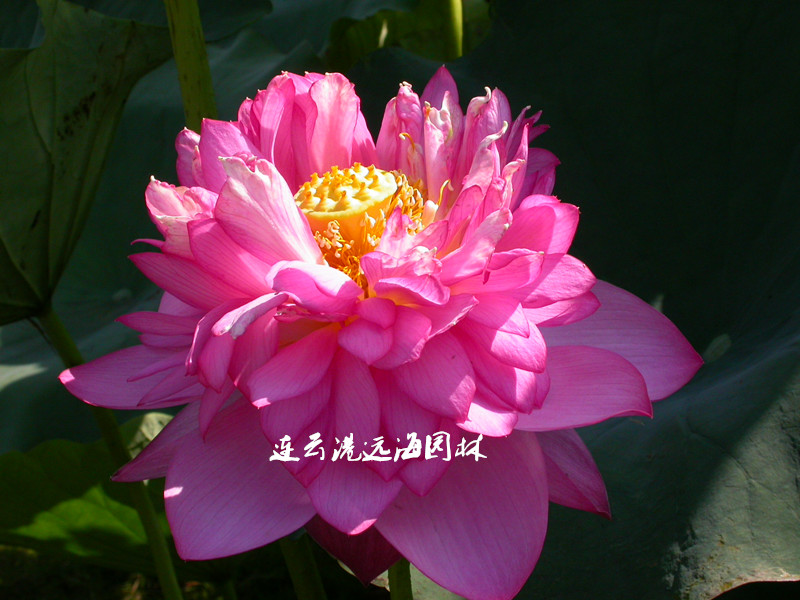 玉繡蓮