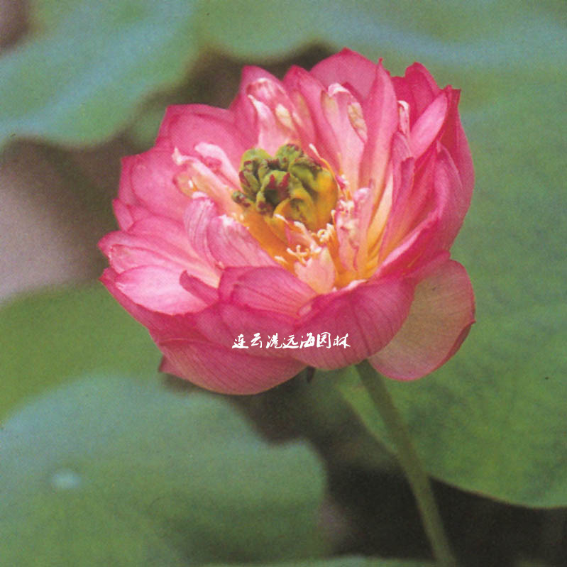 紅顏滴翠
