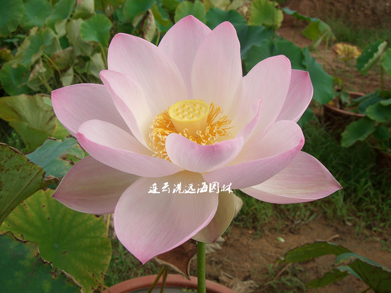 天山碧臺
