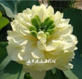 金陵暢想