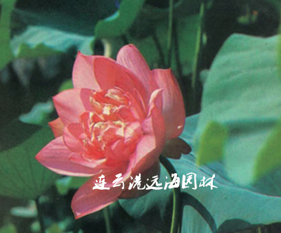 紅萬(wàn)萬(wàn)