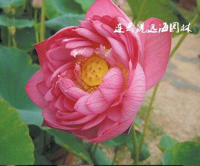 滿江紅