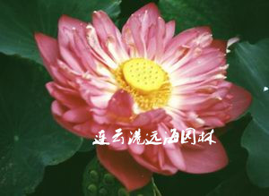 唐招提寺蓮