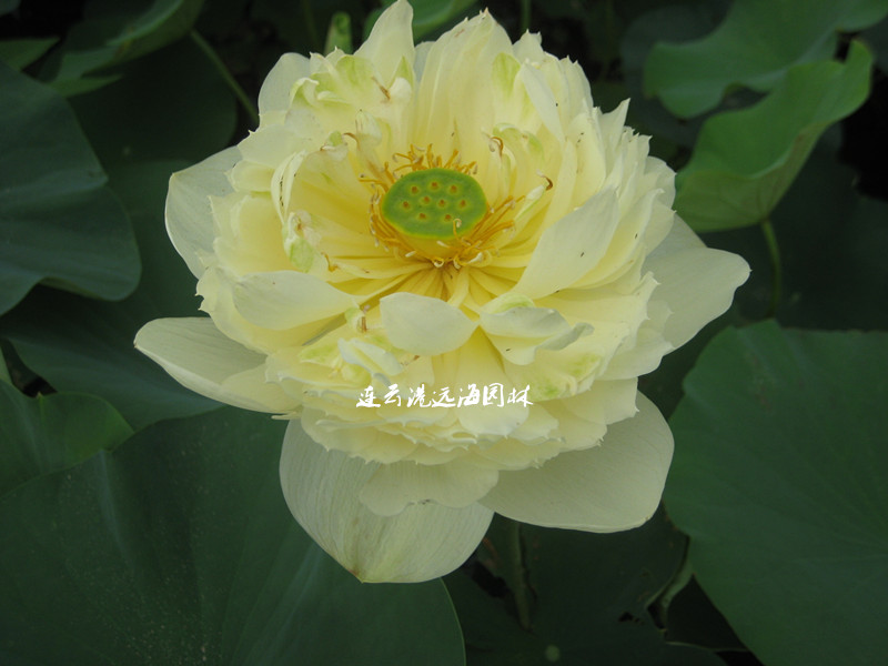 金太陽(yáng)
