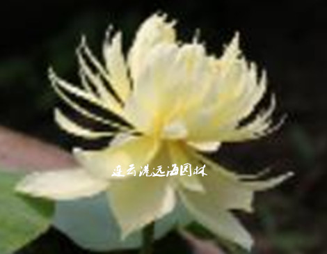 秣陵秋色