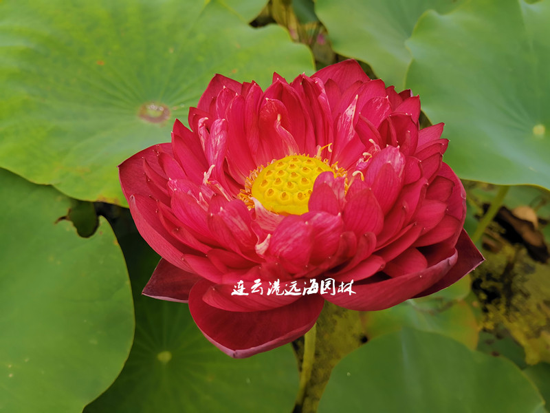 中國(guó)紅北京（重瓣）
