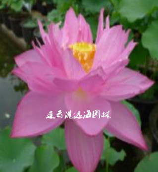 紅羅帳