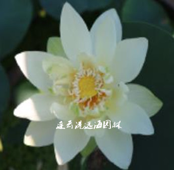 綠荷
