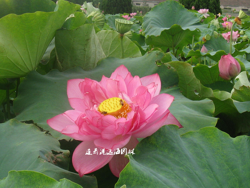 金芙蓉1號