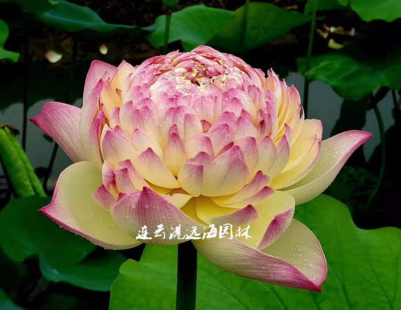 紅唇