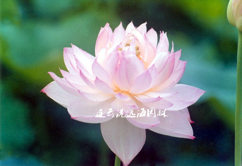 淡妝