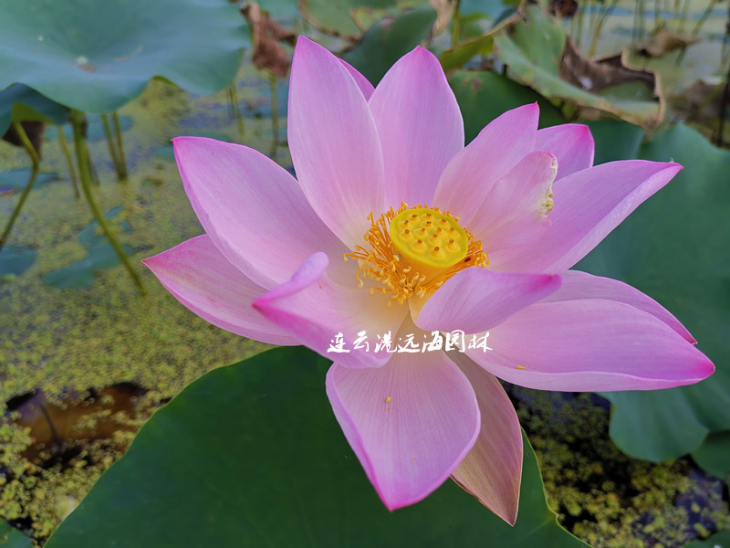 瑤池之王