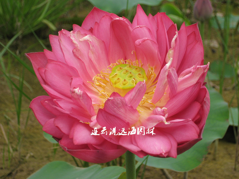 紅太陽