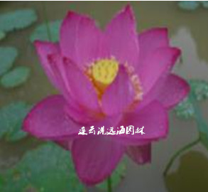 秋日紅花
