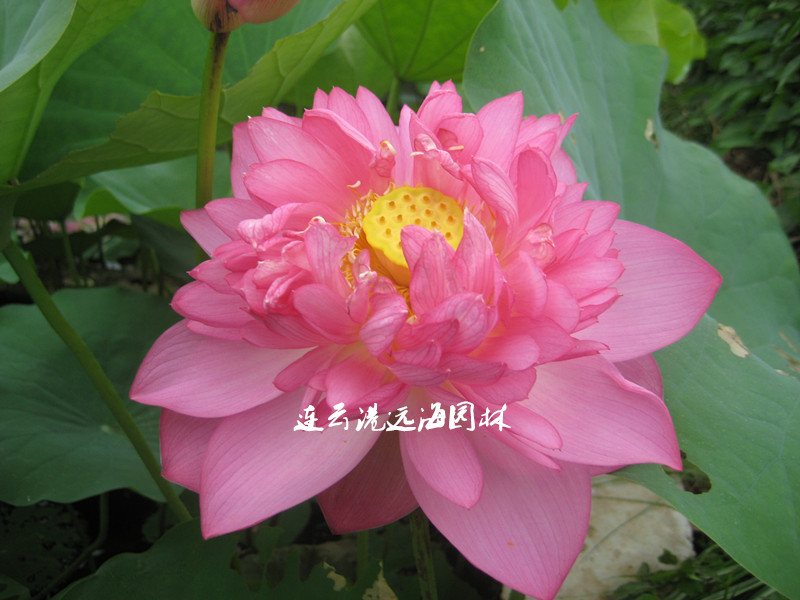 狀元紅