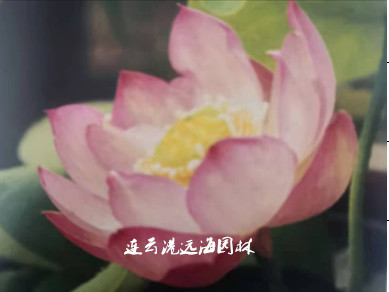 葵花向陽