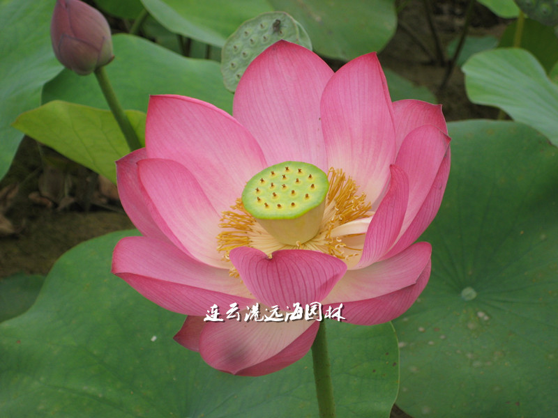 江溪紅蓮