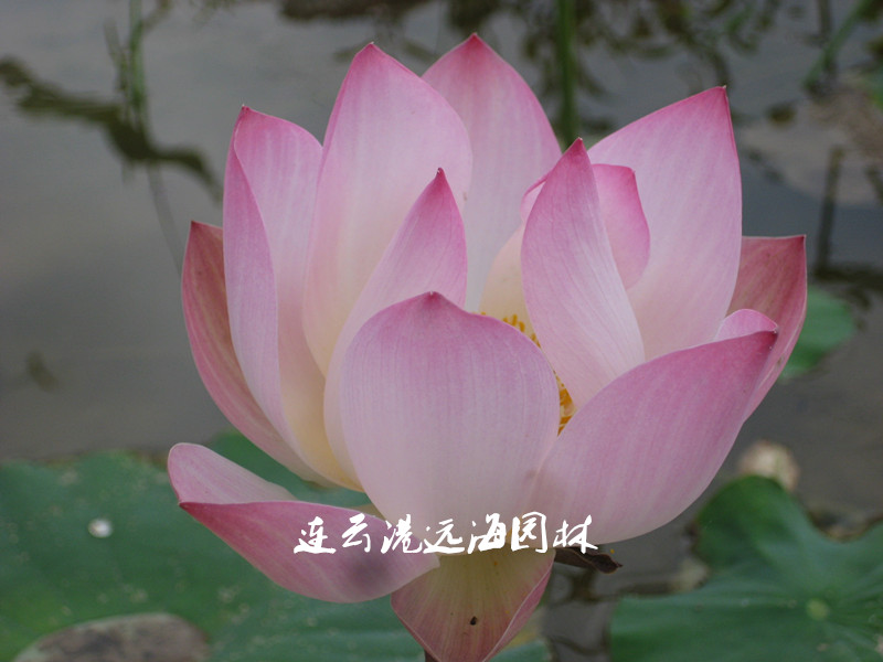 相見歡