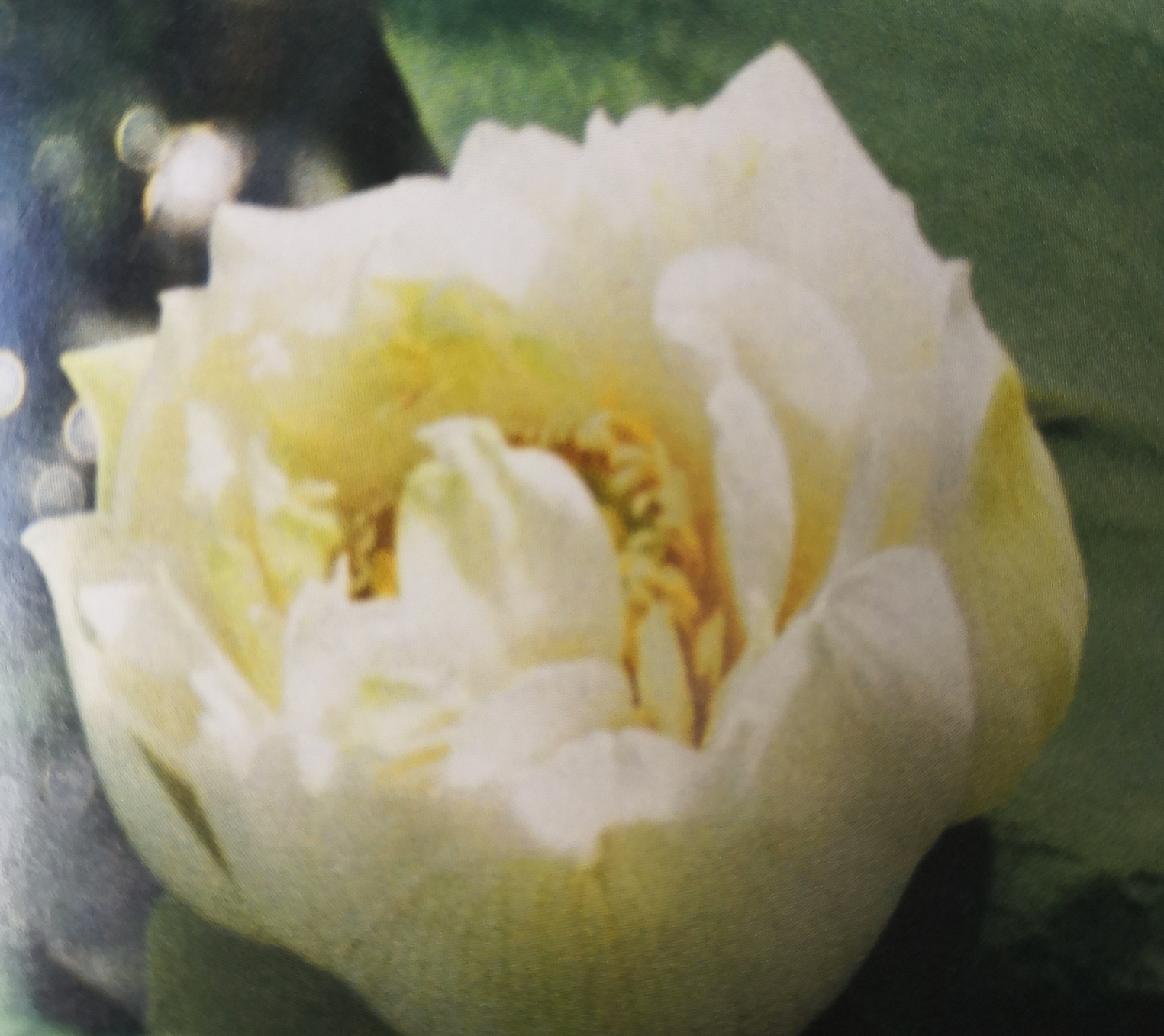銀絲菊荷