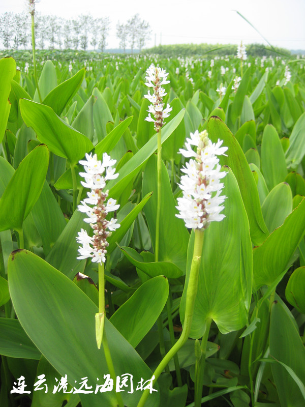 白花海壽花