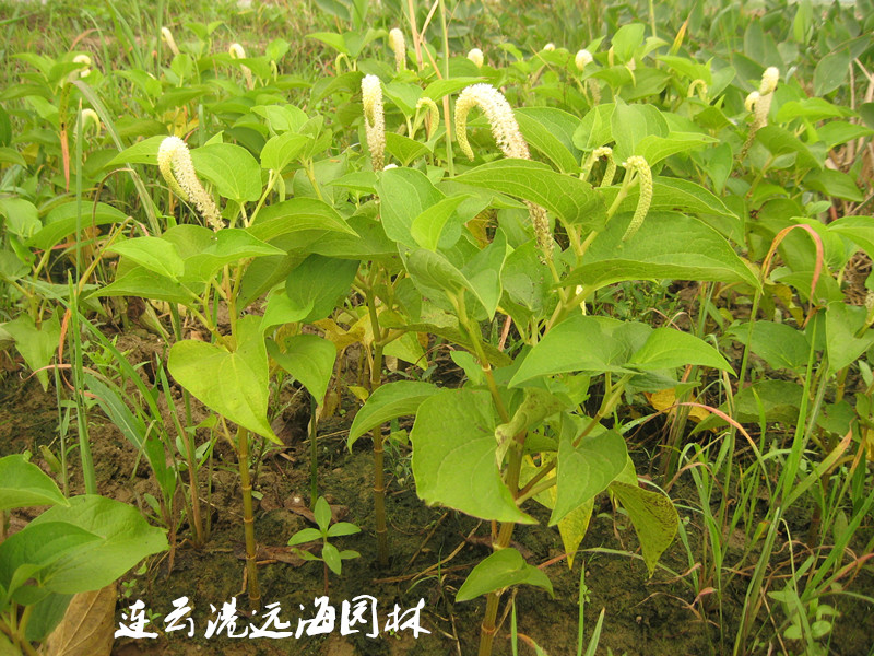 白頭翁