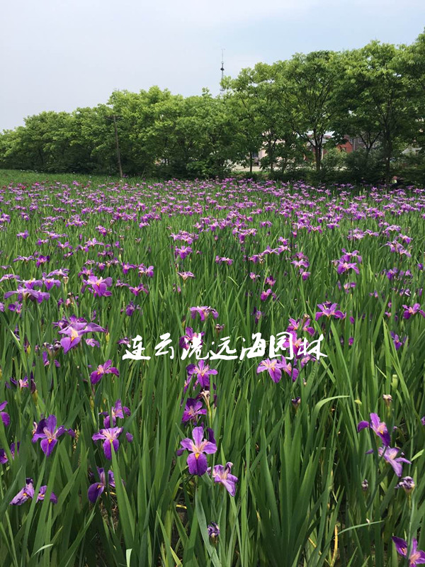 常綠鳶尾