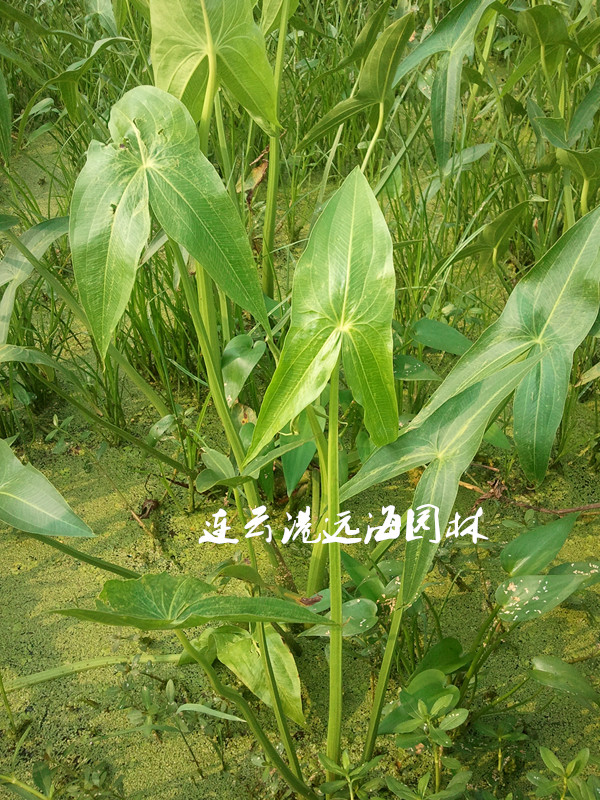 茨菇